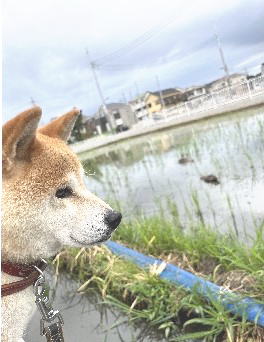 インプラント