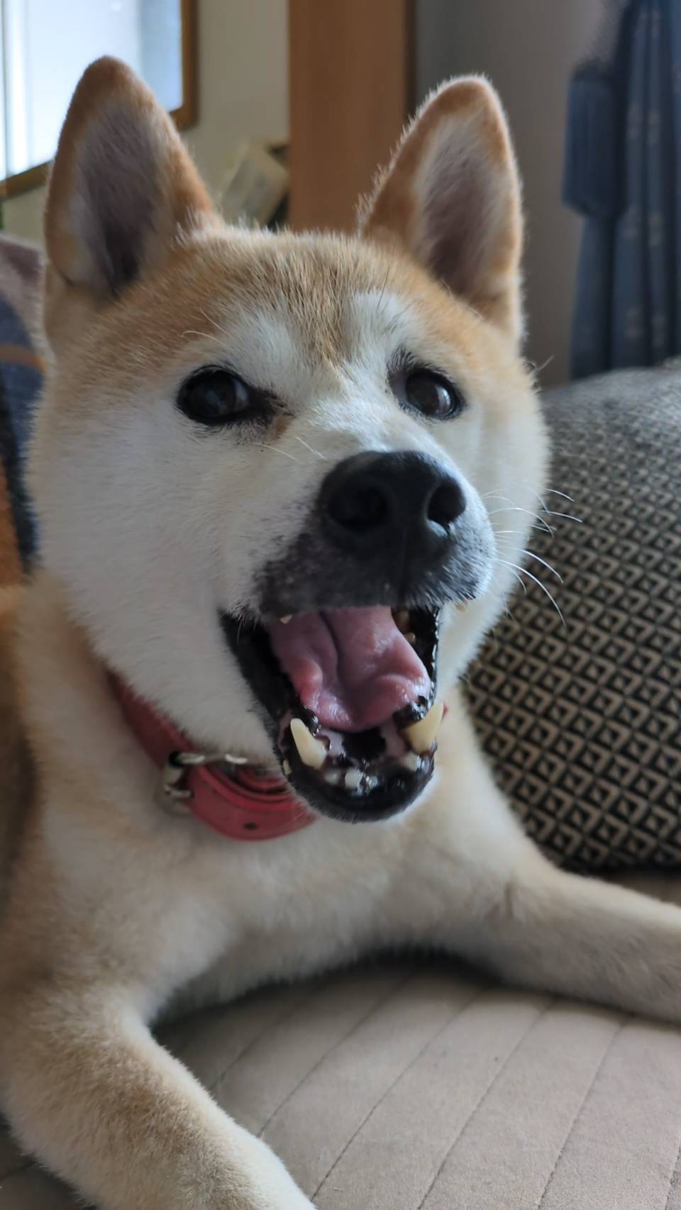 一般歯科