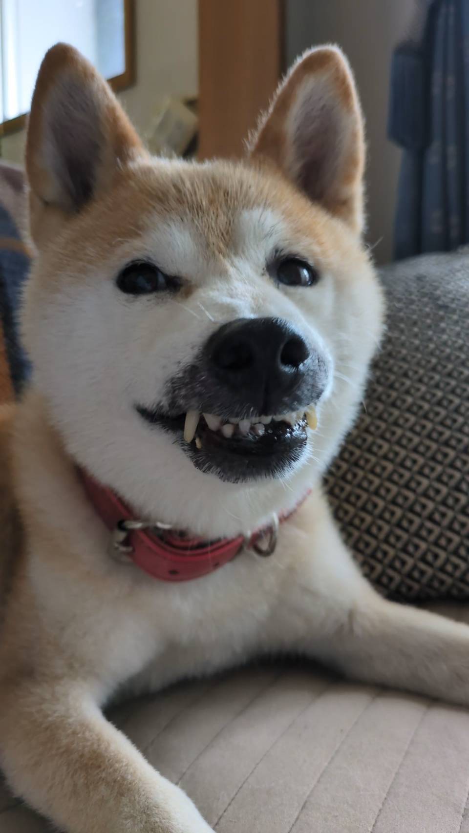 小児歯科